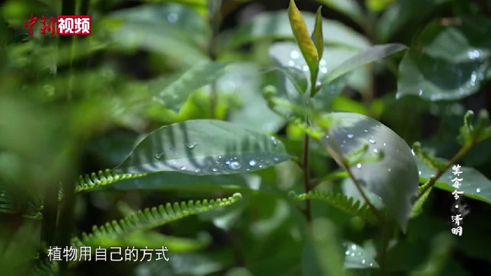 【澜湄印象】清明这一节，看南北差异